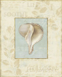 Soothing Words Shells IV