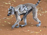 Ring-Tailed Lemur Mother Carrying Baby on Back  Berenty Private Reserve  Southern Madagascar