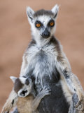 Ring-Tailed Lemur Baby Suckling from Mother  Berenty Private Reserve  Southern Madagascar