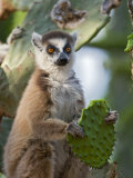 Ring-Tailed Lemur Feeding on Cactus  Berenty Private Reserve  Southern Madagascar