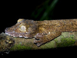 Leaf Tailed Gecko Camouflaged on Branch at Night  Nosy Mangabe  North-Eastern Madagascar