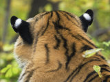 Markings on Siberian Amur Tiger Ears  Rescued from Poachers  Eutyos Wildlife Rehabilitation Centre