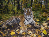 Siberian Amur Tiger  Male Rescued from Poachers  Eutyos Wildlife Rehabilitation Centre  Kutuzovka