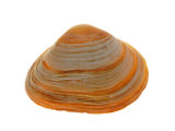 Cut Trough Shell  Belgium