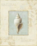 Soothing Words Shells I