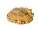 Common Limpet Shell  Normandy  France
