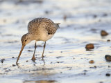 Black Tailed Godwit Feeding in Mud on Tidal Channel  Norfolk  UK  December
