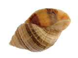 Dog Whelk Atlantic Dogwinkle Shell  Normandy  France