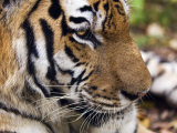 Siberian Amur Tiger  Male Rescued from Poachers  Eutyos Wildlife Rehabilitation Centre  Kutuzovka