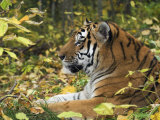 Siberian Amur Tiger  Male Rescued from Poachers  Eutyos Wildlife Rehabilitation Centre  Kutuzovka