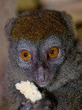 Eastern Grey Bamboo Lemur Morondava  North-Eastern Madagascar  Iucn Vulnerable Species