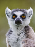 Ring-Tailed Lemur Portrait  Berenty Private Reserve  Southern Madagascar
