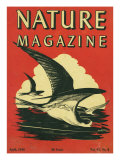 Nature Magazine - View of Sea Gulls Grazing the Water  c1948