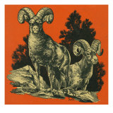 Nature Magazine - View of Long Horned Sheep  c1948