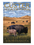 Custer State Park - Buffalo Herd and Calf  c2008