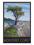 Monterey Coast  Ca - Cypress Tree  c2009