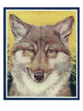 Nature Magazine - View of a Gray Wolf  c1931
