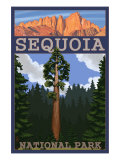 Sequoia Nat'l Park - Sequoia Tree and Palisades - Lp Poster  c2009
