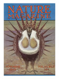 Nature Magazine - View of a Greater Sage-Grouse Bird All Puffed Up  c1932