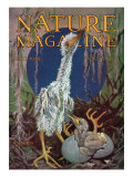 Nature Magazine - View of a Stork with a Baby Stork Hatching  c1928