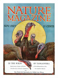 Nature Magazine - View of a Group of Turkeys  c1927