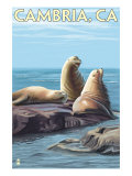 Cambria  California - Sea Lions  c2009