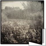 Flowers in a Field