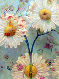 Daisy Summer Days