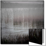 Reeds in Lake