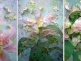 Lili in the Garden  no 2