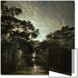 Forest and Partial Sunlight