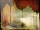Barren Field and Red Tulips