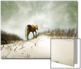 Chocolate Horse Walking through Sand