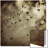 Birds Flying overhead