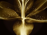 Lily Landscape