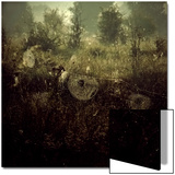 Spiderwebs in Field