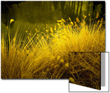 Golden Plants along River with Reflections of Trees