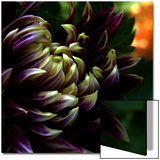 Dahlia