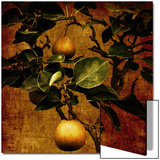 Bonsai Pear