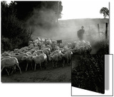 The Shepherd