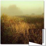Tall Grass in Foggy Field