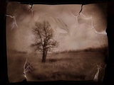 Hanging Tree