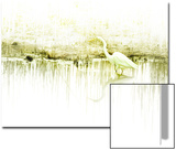 Crane Standing in Shallow Waters