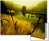 Golden Plant Growth along Peaceful River