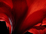Amarilla