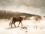 Chocolate Horse Walking through Sand Dunes