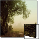 Trails in the Fog