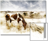 Horse Feeding off Dry Brush Growing out of Sand