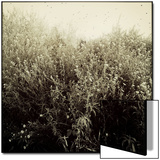 Overgrown Flowers