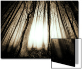 Sunlight Shining through Dense Forest